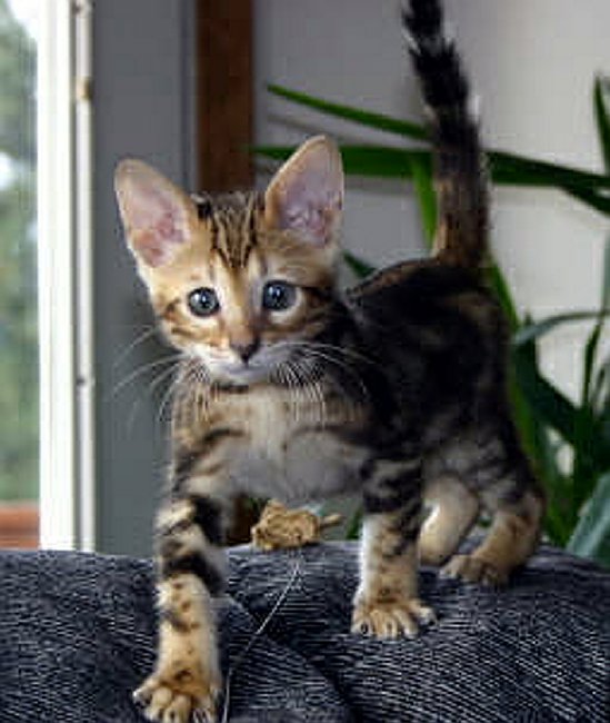 Trim 5_9_1 2004-09-14